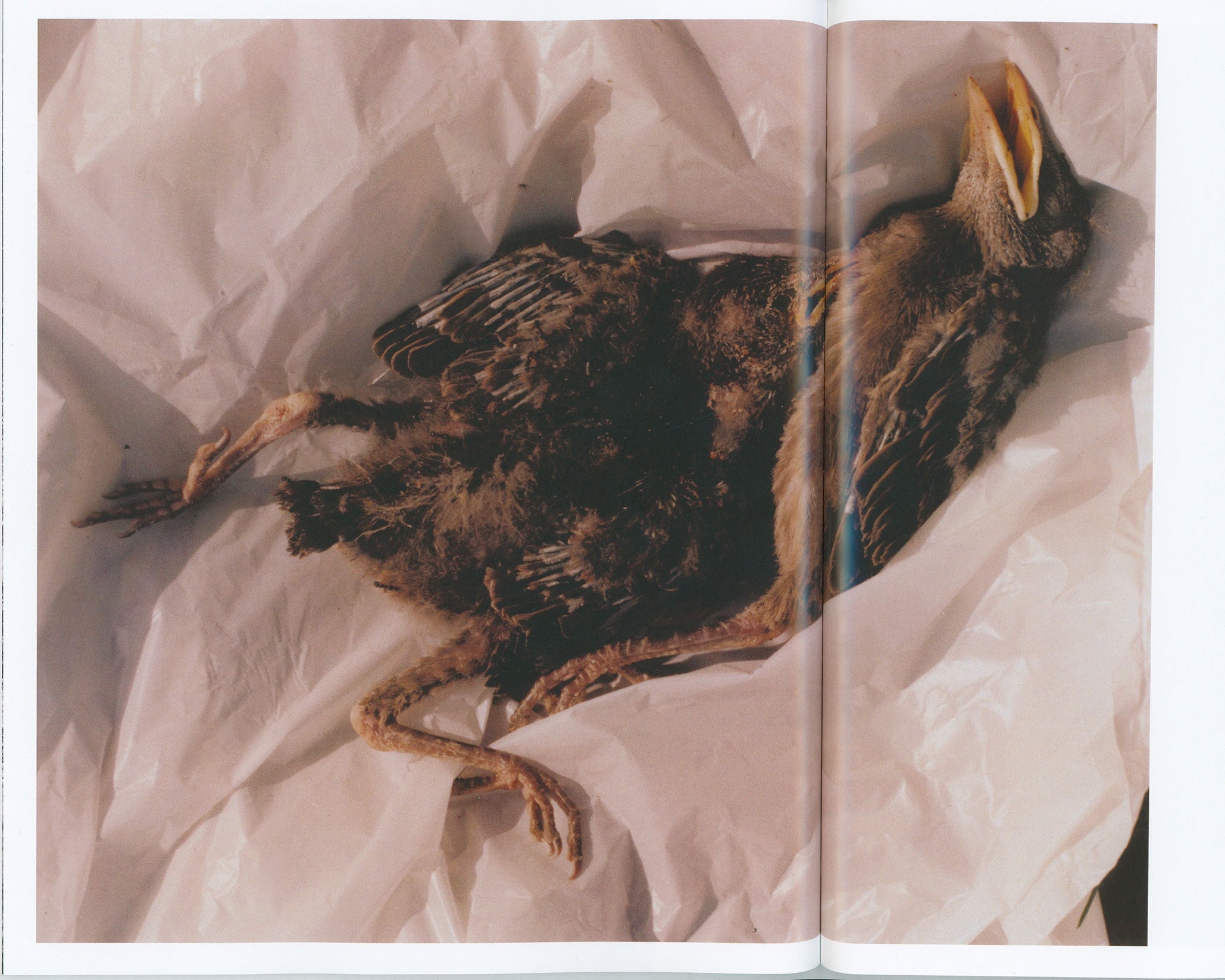 Hissyfit: Hailey Heaton