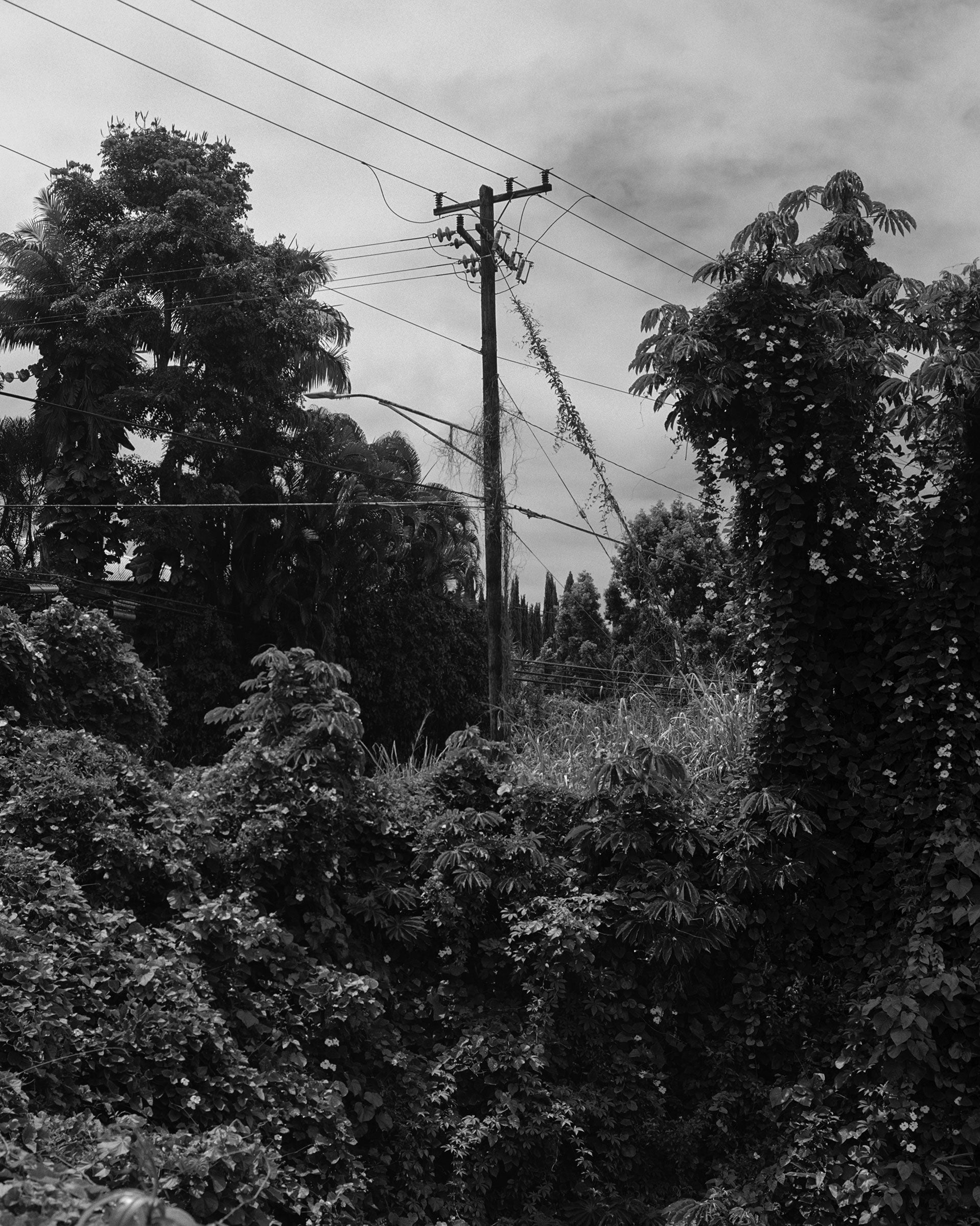 Pronoia: Henry O'Head