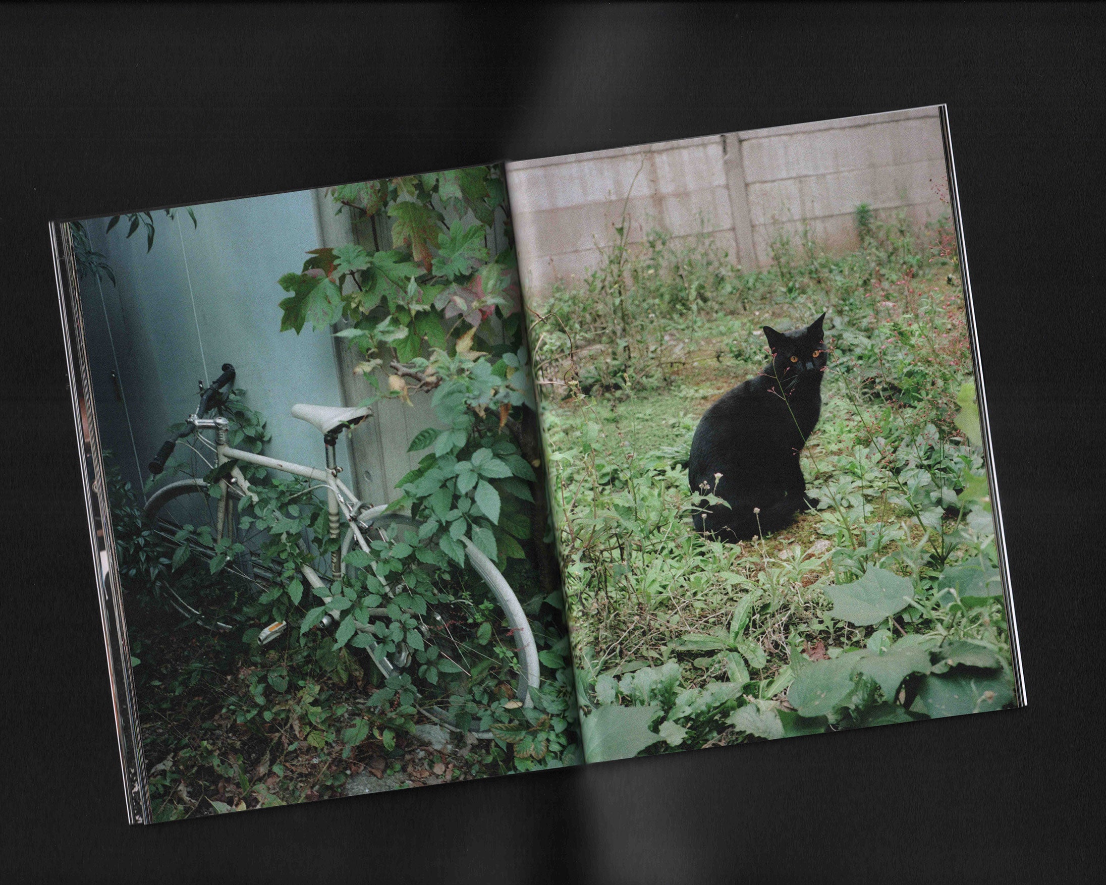 24/7 Paradise: Sly Morikawa