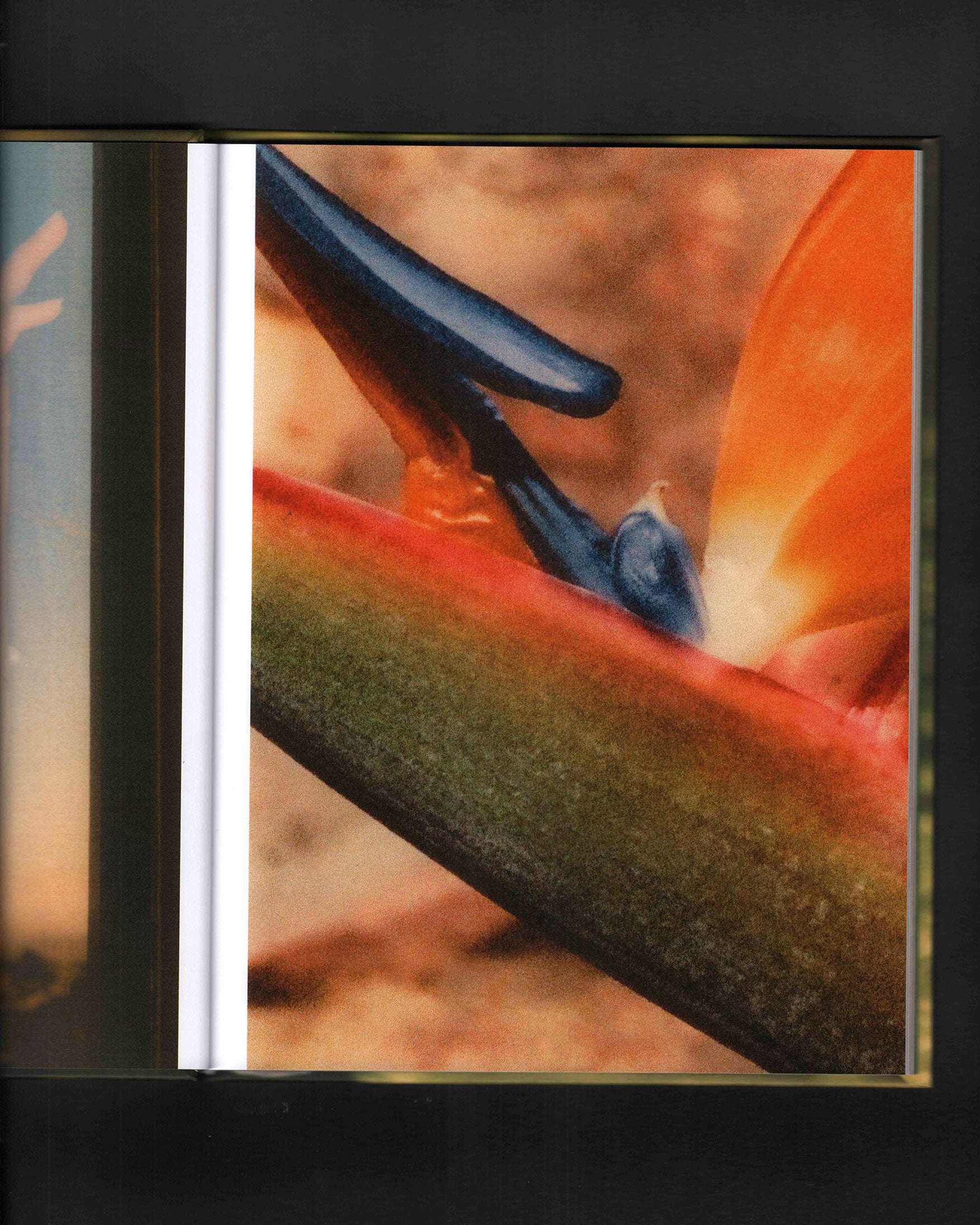 Bird Show: Drew Escriva