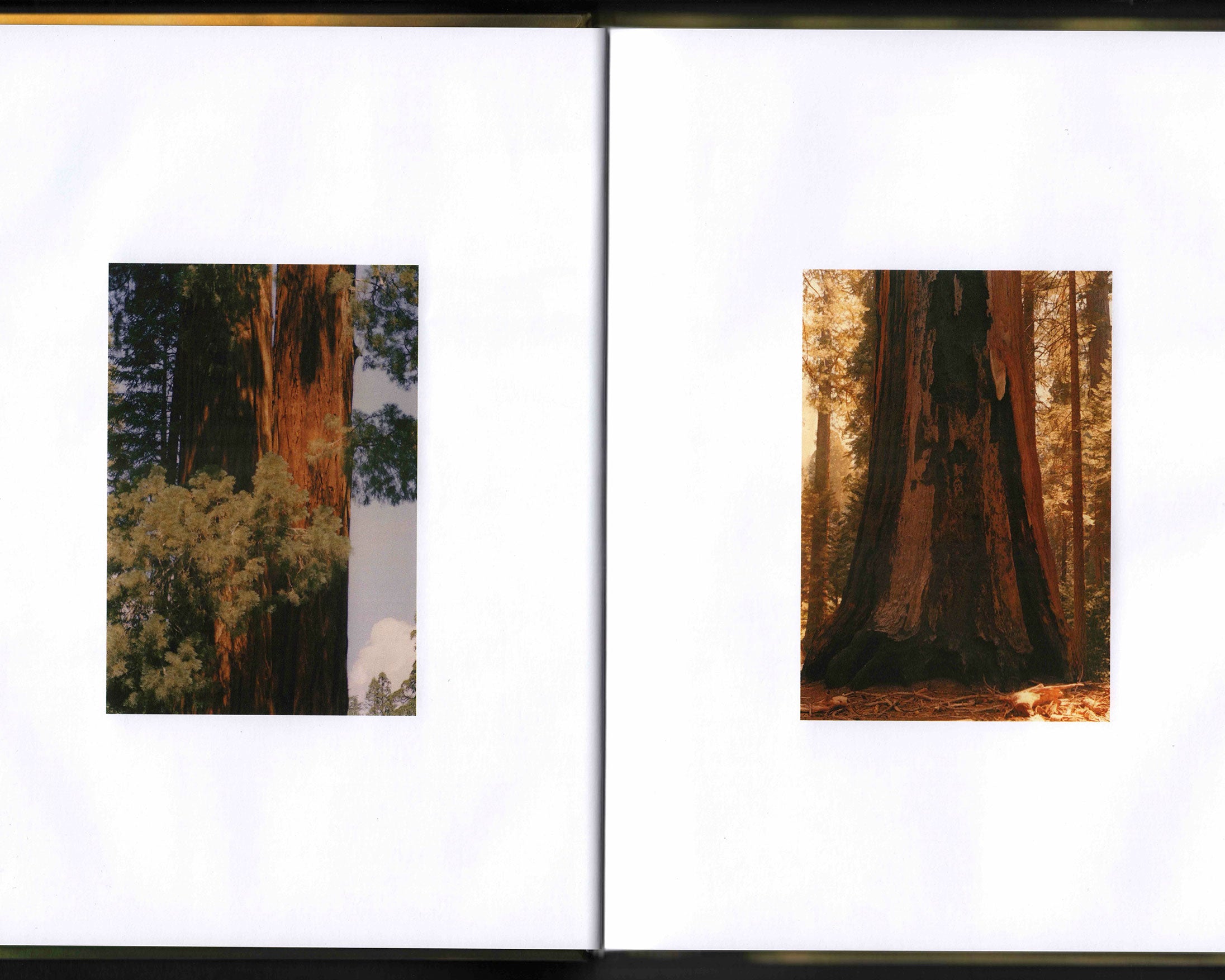 Bird Show: Drew Escriva