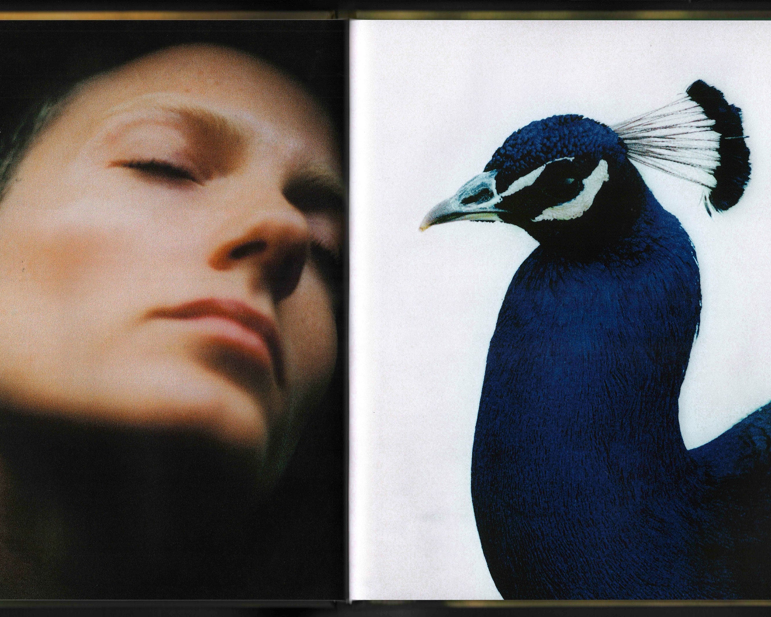 Bird Show: Drew Escriva