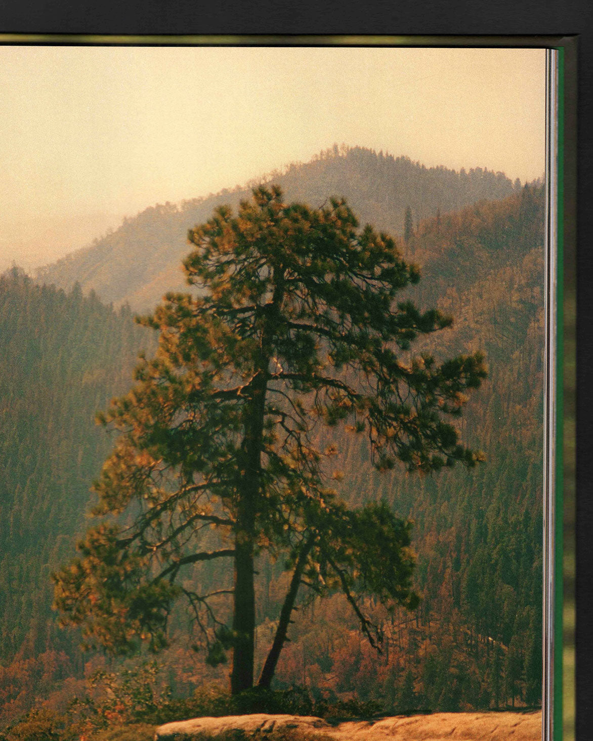 Bird Show: Drew Escriva