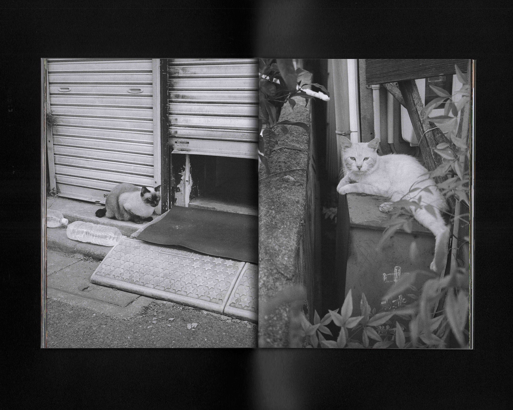 24/7 Paradise 2nd Edition: Sly Morikawa