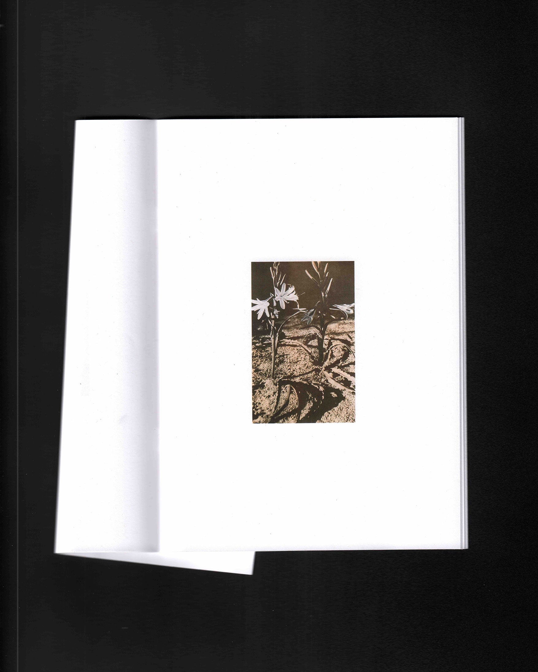 CCOIFDM 40,41,60: Sam Jayne