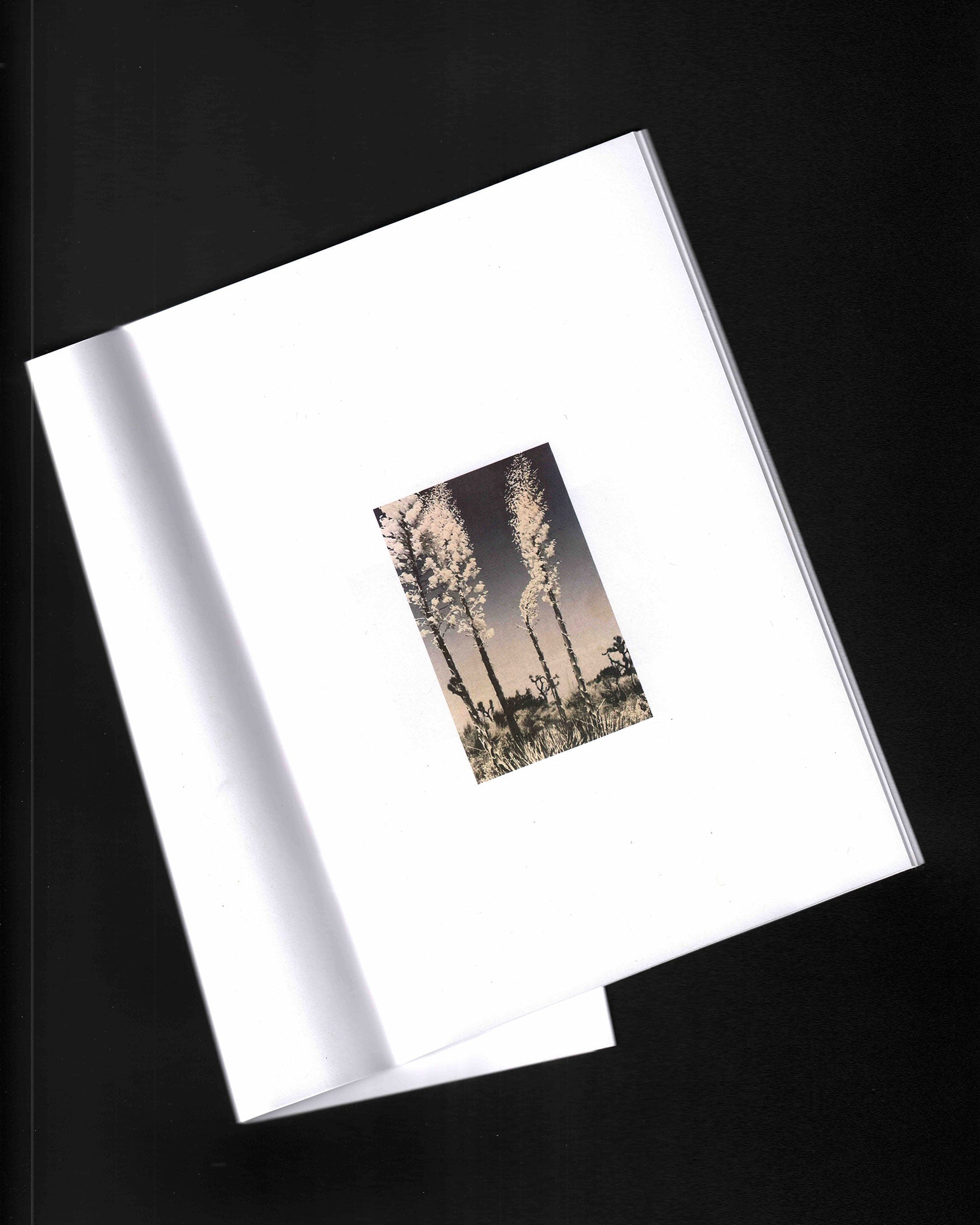 CCOIFDM 40,41,60: Sam Jayne